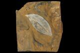 Paleocene Fossil Leaf (Macginitiea) - North Dakota #95511-1